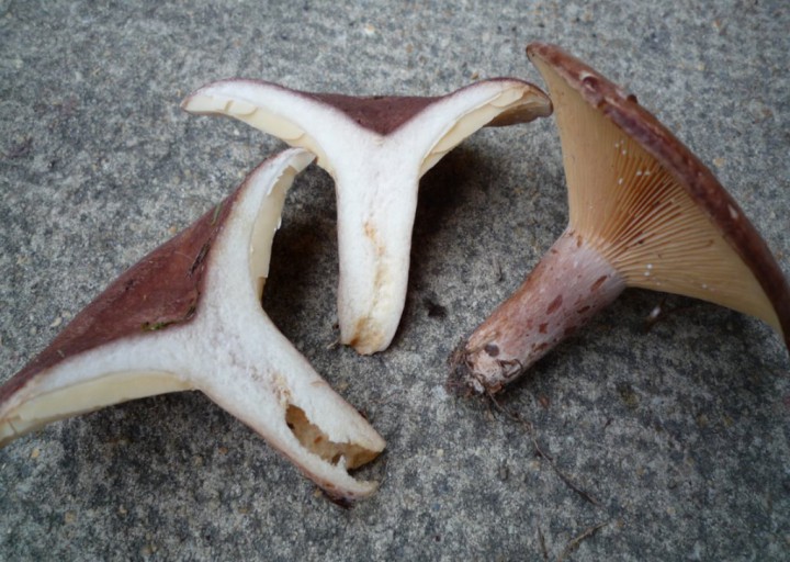 copie de L1180605.JPG