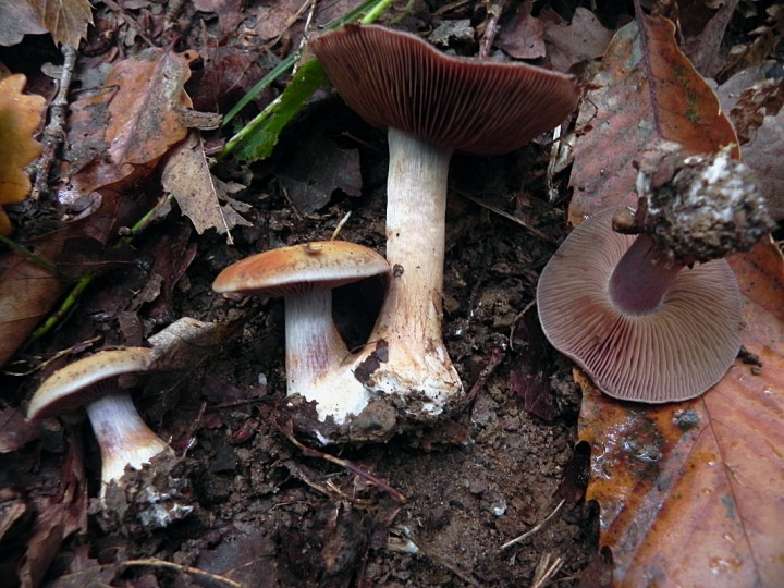 DSCN9547ch.JPG