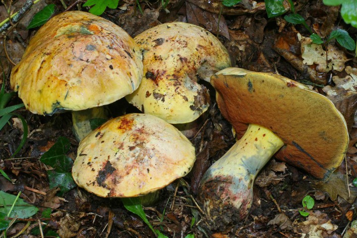lupinus_jaune1.jpg