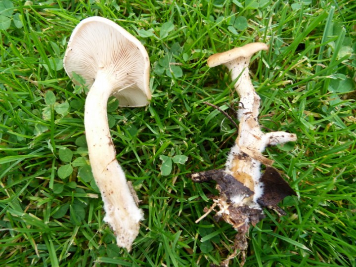 P1160096 (800x600).jpg