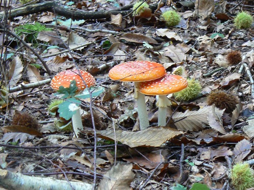 P1000399.jpg