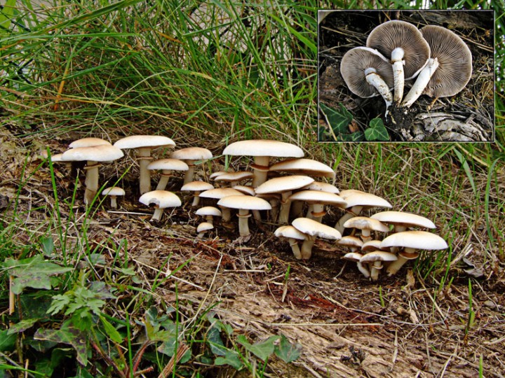 Agrocybe_aegerita.jpg