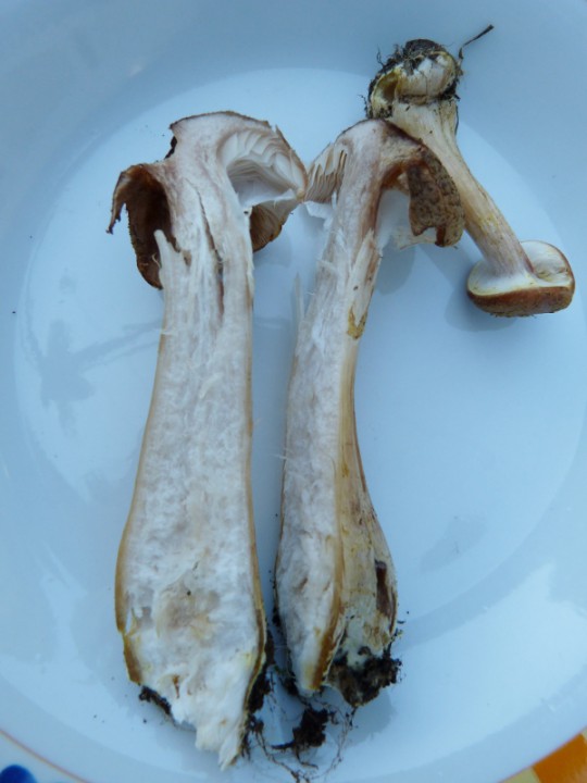P1160141 (600x800).jpg