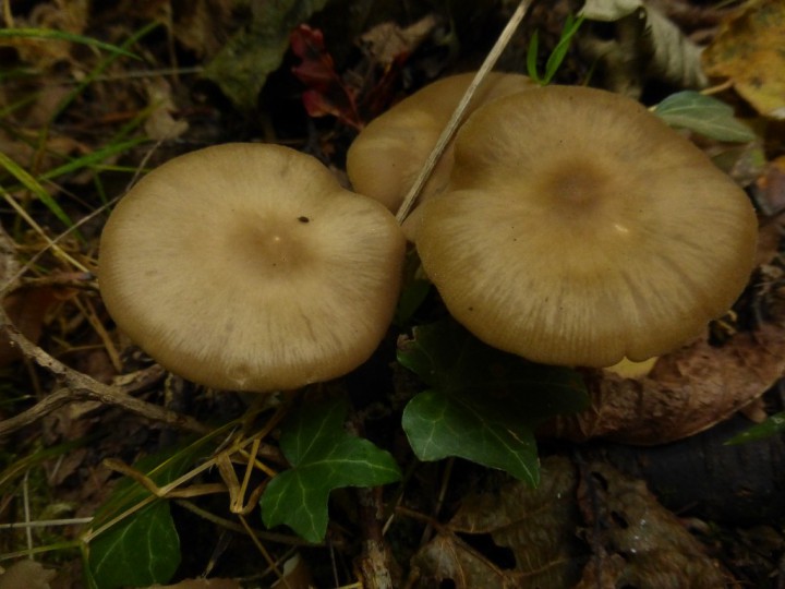 P1100455.JPG