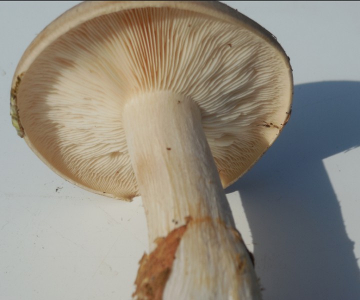 champiinconnu2.jpg