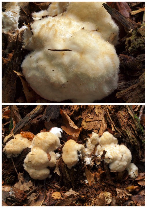 Postia ptychogaster.JPG