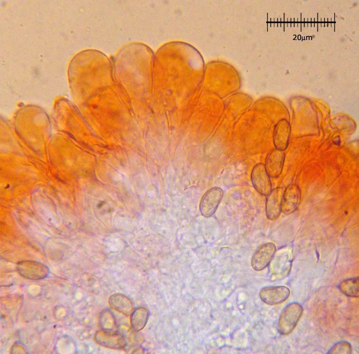 Inocybe_fastigiata_m.jpg