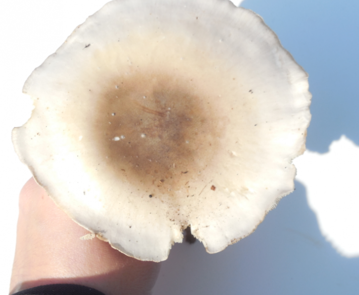 clibocybe2.PNG