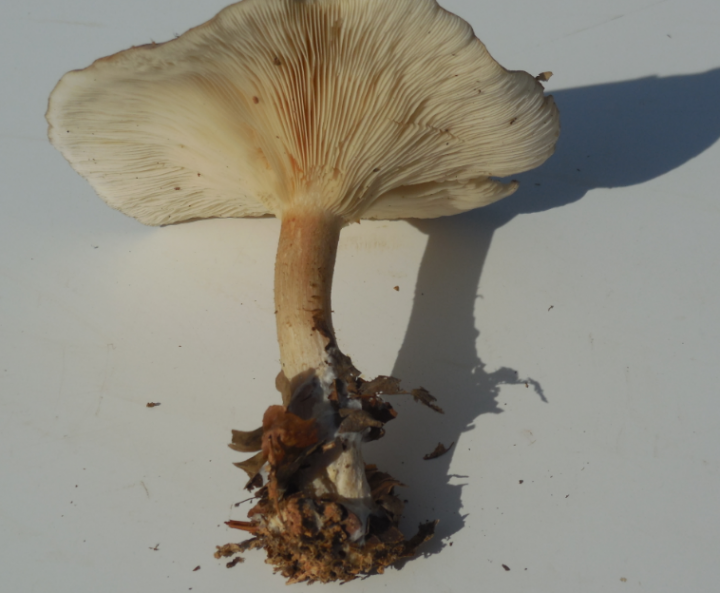 clitocybe.PNG