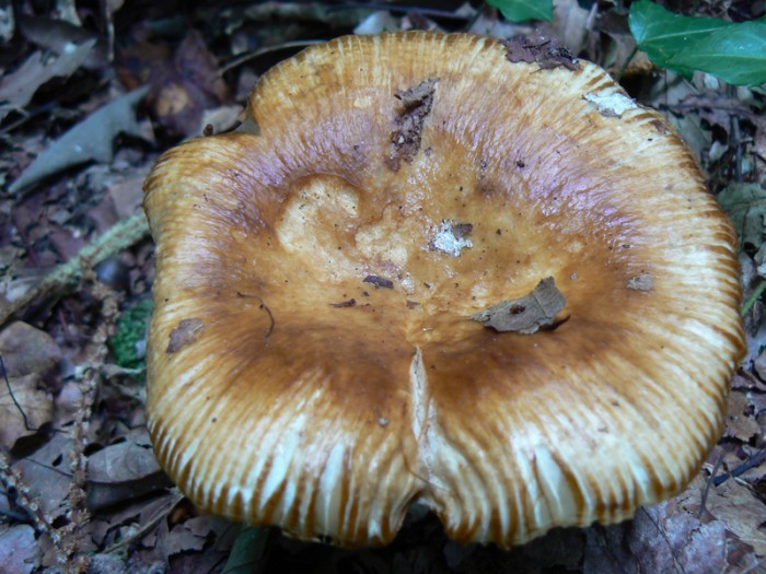 P1080793.jpg