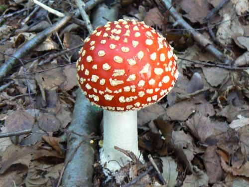P1000406.jpg