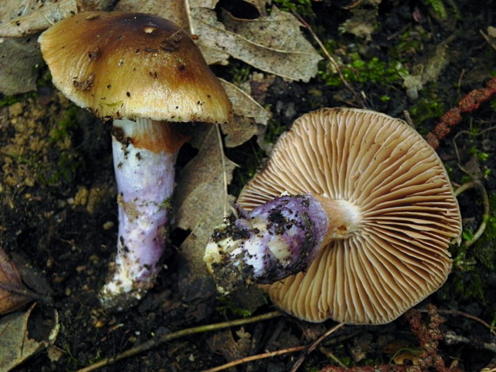 DSCN9665ch.JPG