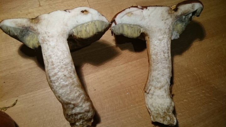 CHAMPI4.JPG
