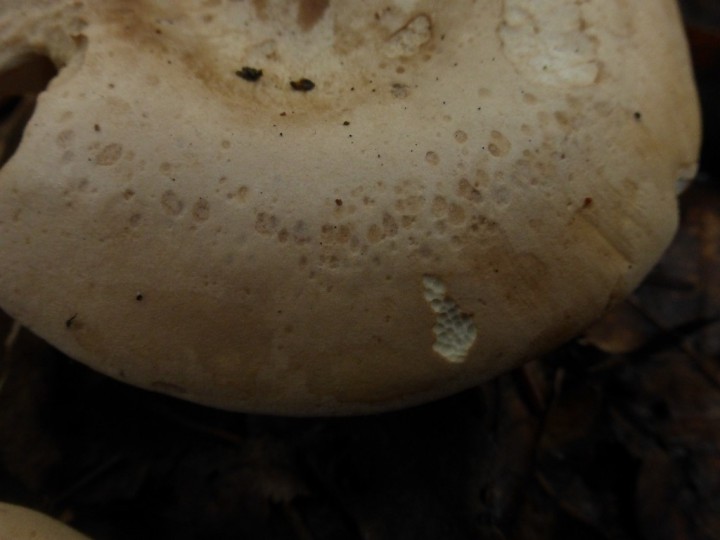 P1100703.JPG