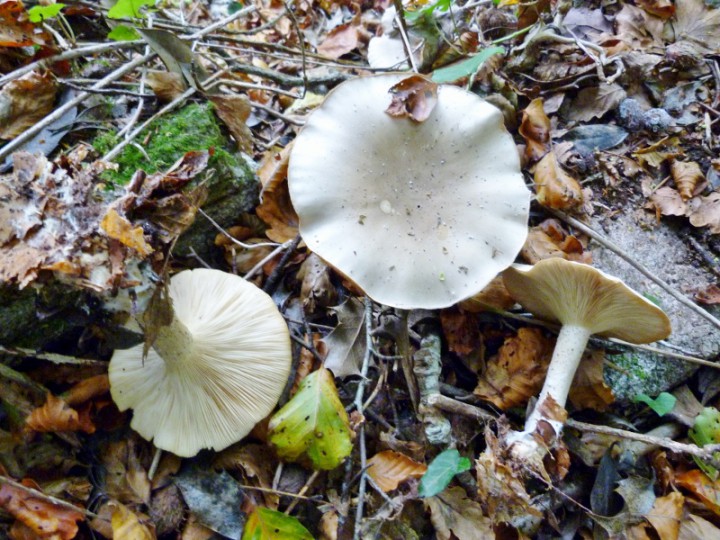 P1160153 (800x600).jpg