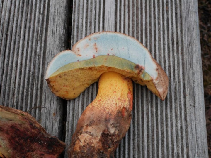 Coupe du chapeau.JPG