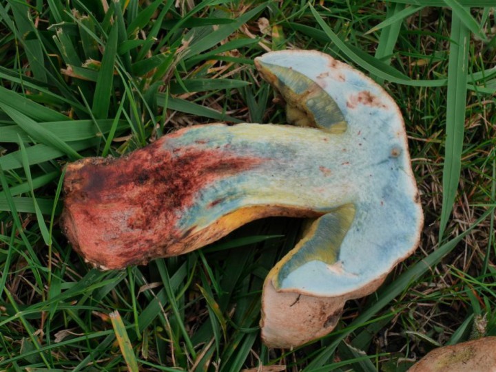 Coupe du pied.JPG