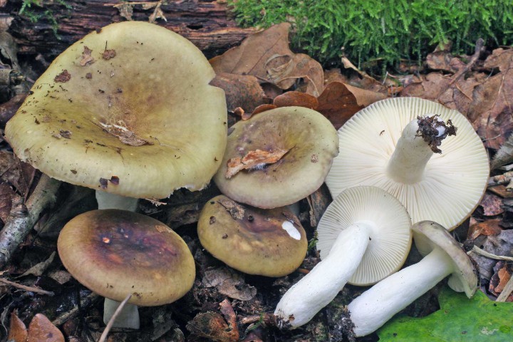 poikilochroa1.jpg