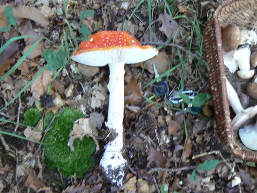 P1000416.jpg