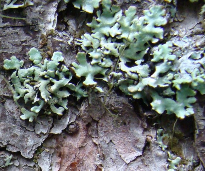Lichens3.jpg
