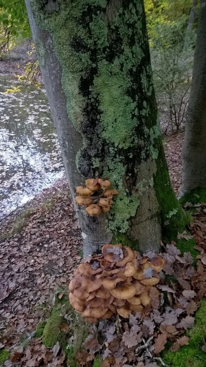 WP_20151023_022 - Copie.jpg