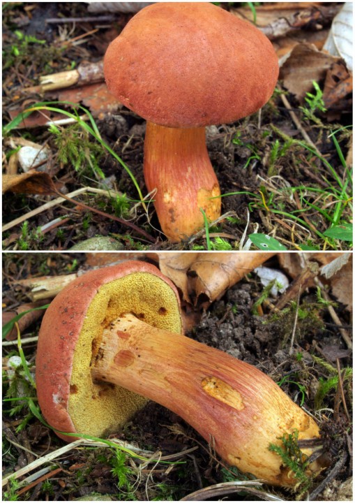 Xerocomus-001.JPG