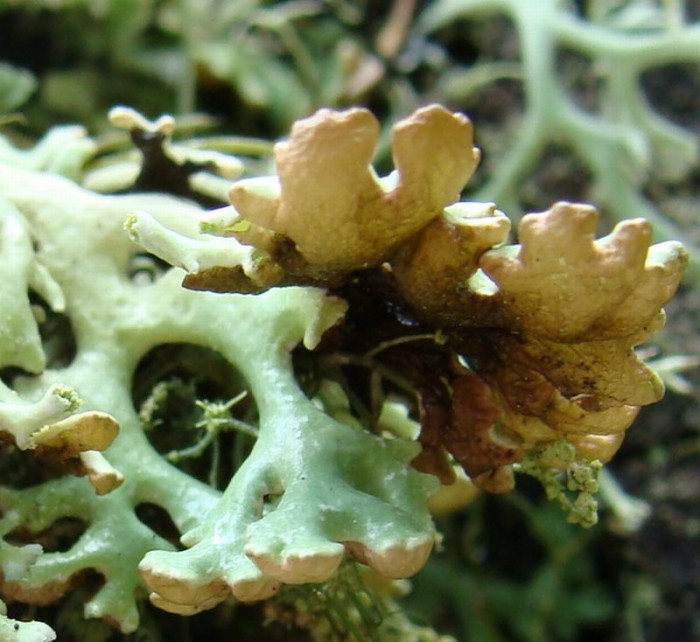 lichen.jpg