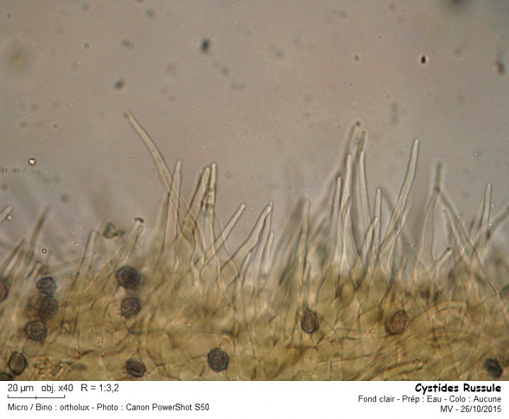 cystides_russule.jpg