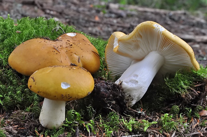 Russula_ochroleuca_Beaufort_2014.jpg