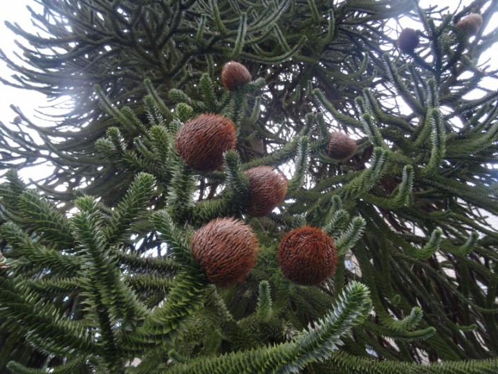 DSC01047 (800x600).jpg