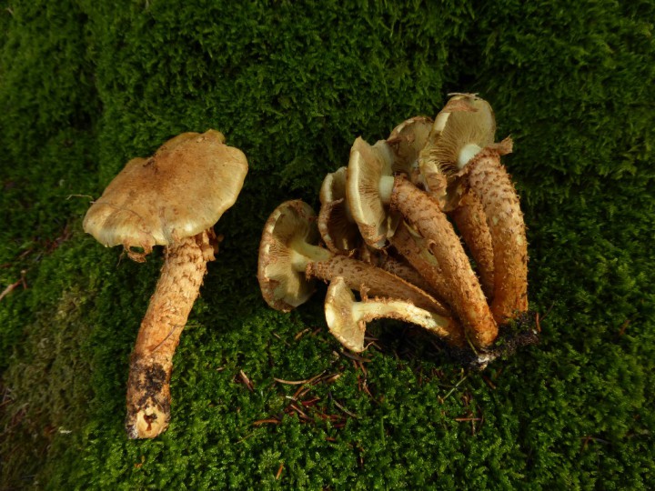 P1100805.JPG