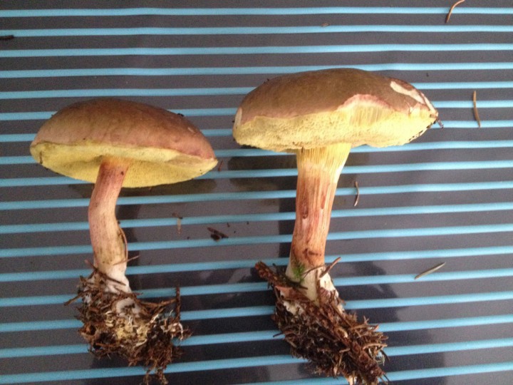 Boletus badius 1