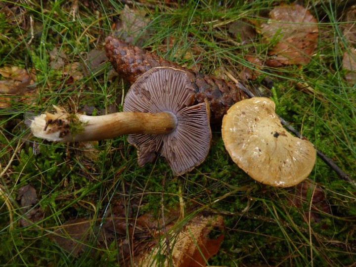 P1100825.JPG