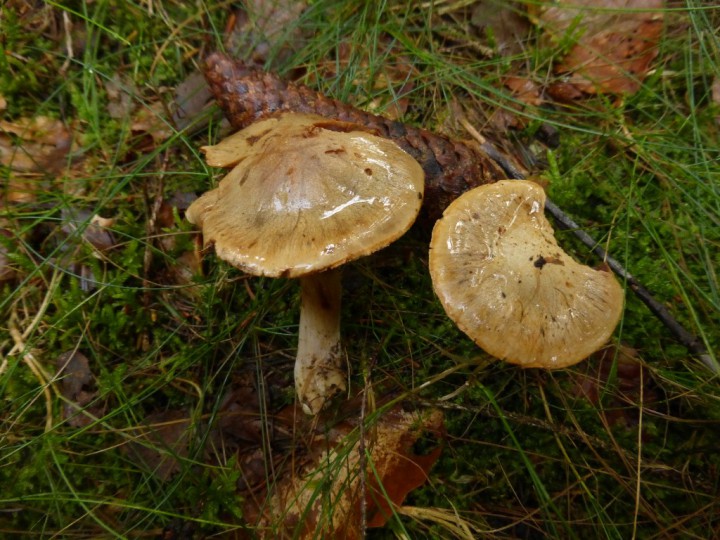 P1100827.JPG