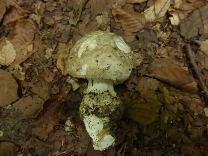 sûr. strobiliformis -.JPG