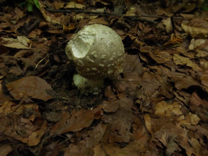 sûr. strobiliformis.JPG