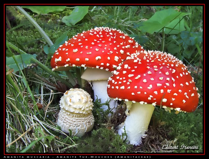 Amanita_muscaria.jpg