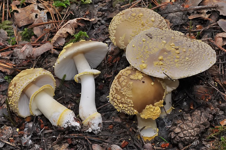Amanita_franchetii_2015.jpg