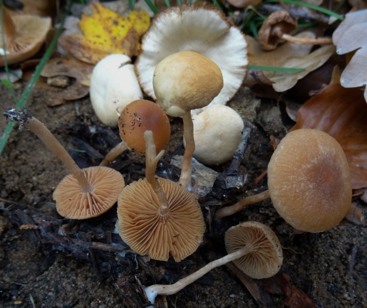 DSC01281 (1024x861).jpg