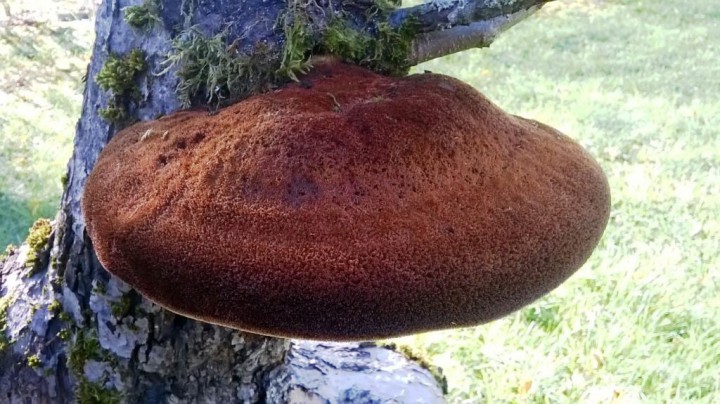 WP_20151031_002.jpg