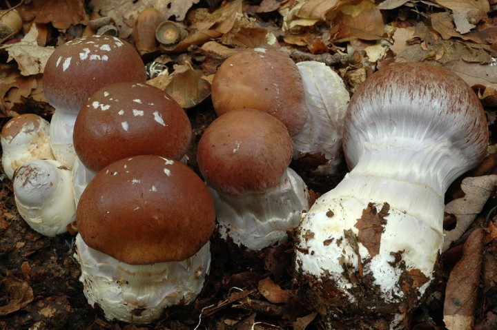 cortinarius_praestans_2.jpg