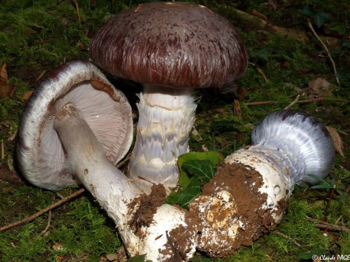 Cortinarius praestans-5.JPG
