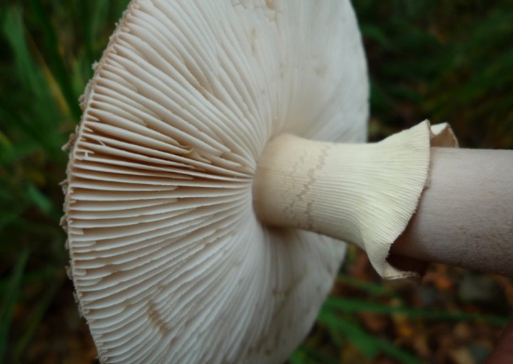 copie de L1180737.JPG