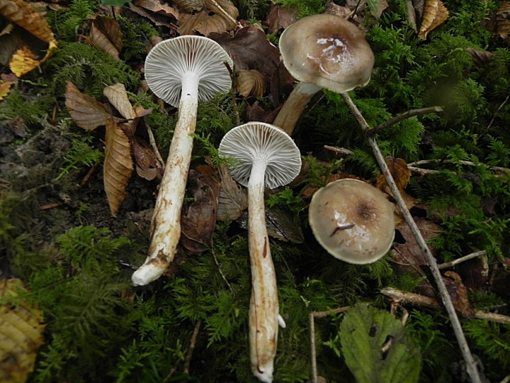 DSCN9644b.JPG