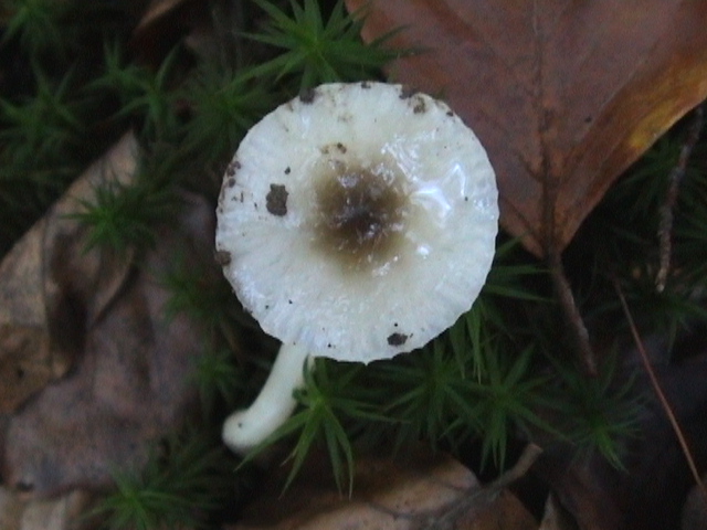 HYGROPHORUS MESOTEPHRUS.jpg
