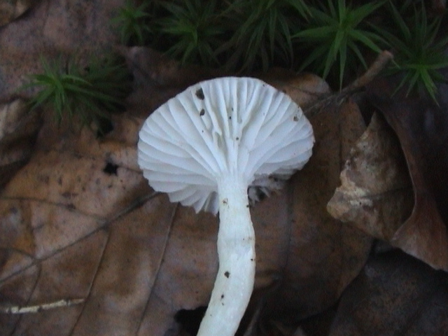 HYGROPHORUS MESOTEPRUS 02.jpg