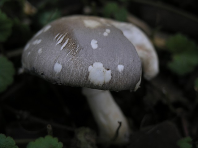 P1019419.JPG