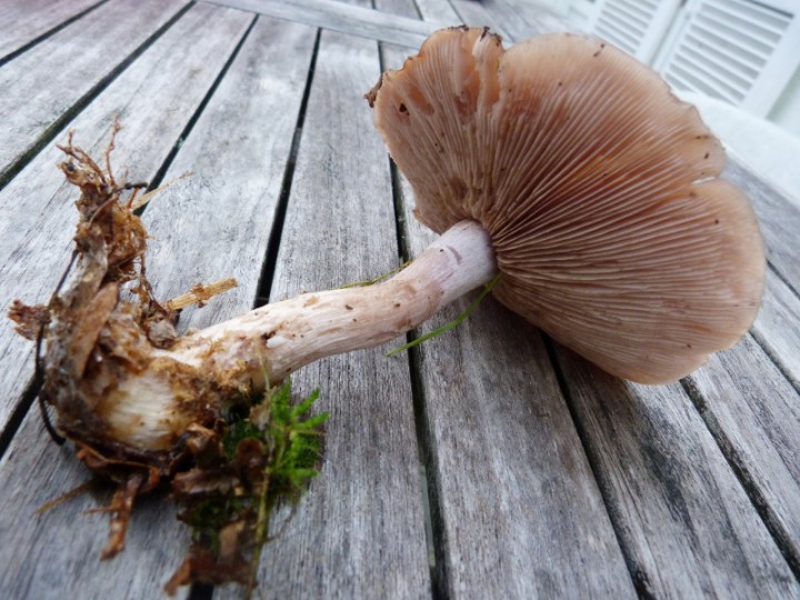 P1160186 (800x600).jpg