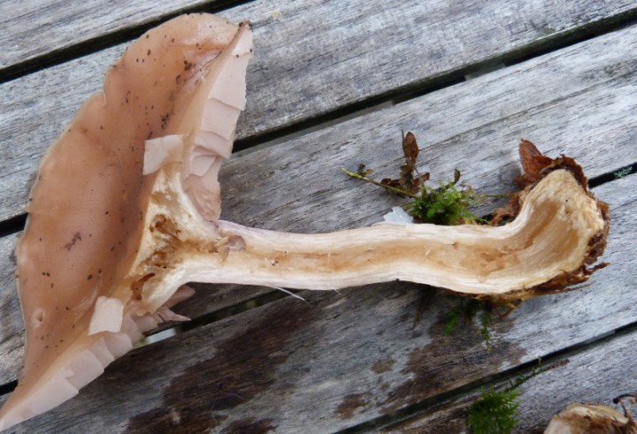 P1160188 (800x546).jpg