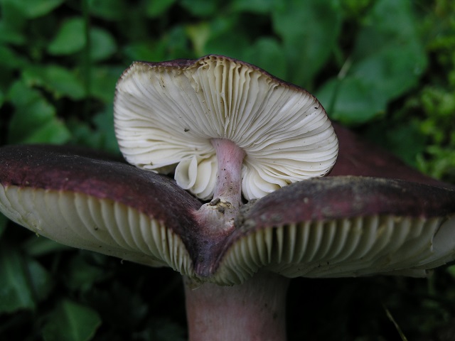RUSSULA torulosa 4.JPG